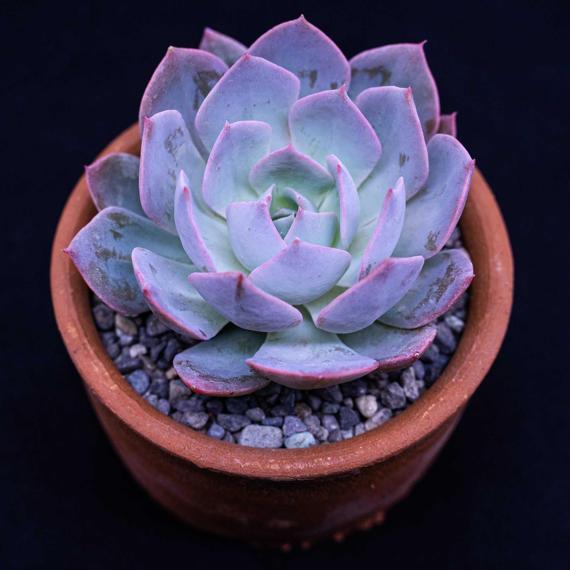 Echeveria "Morning Beauty" - cactusandes