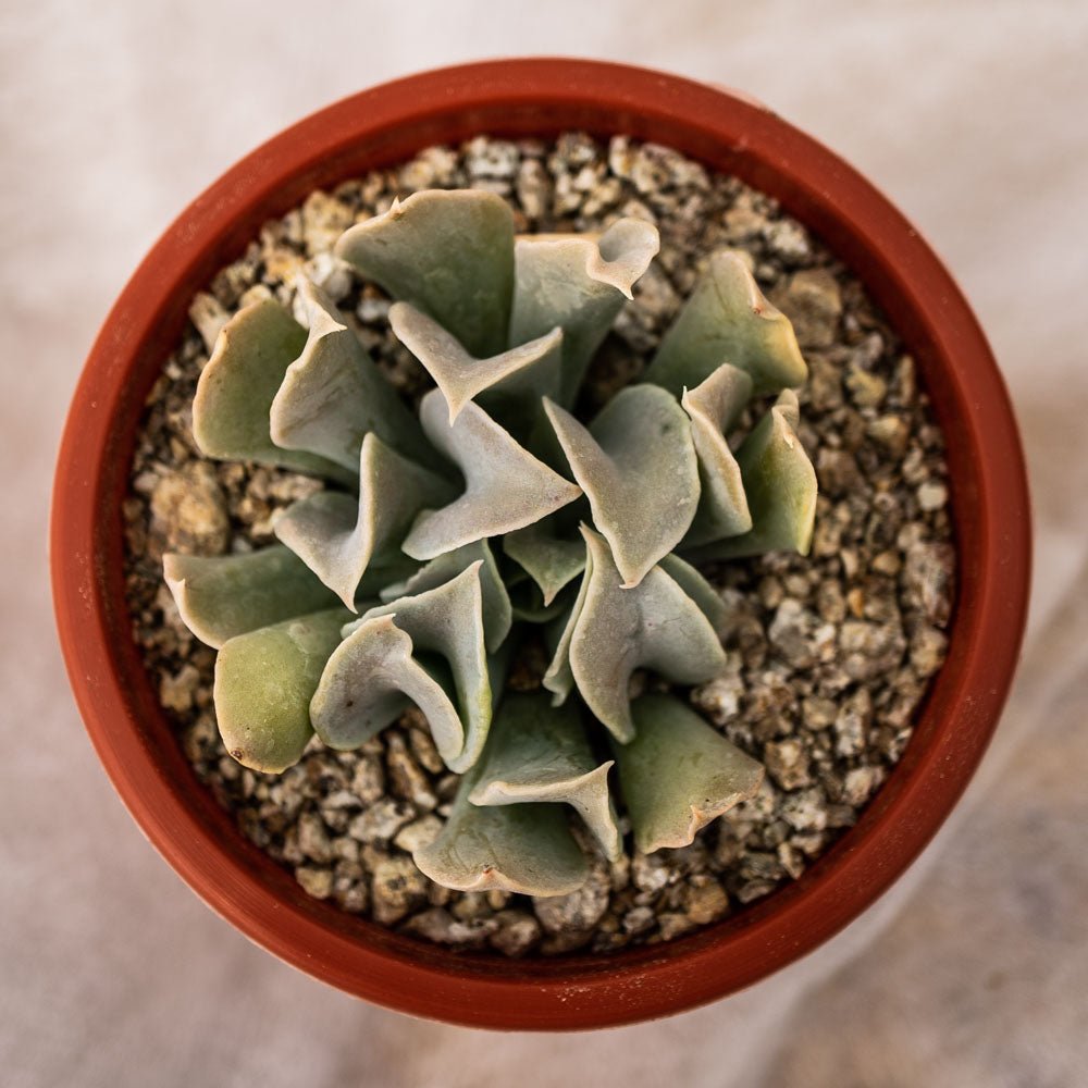 Echeveria nichi - cactusandes