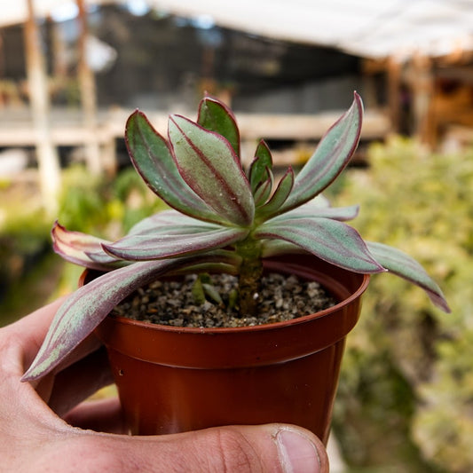 Echeveria Nodulosa - cactusandes