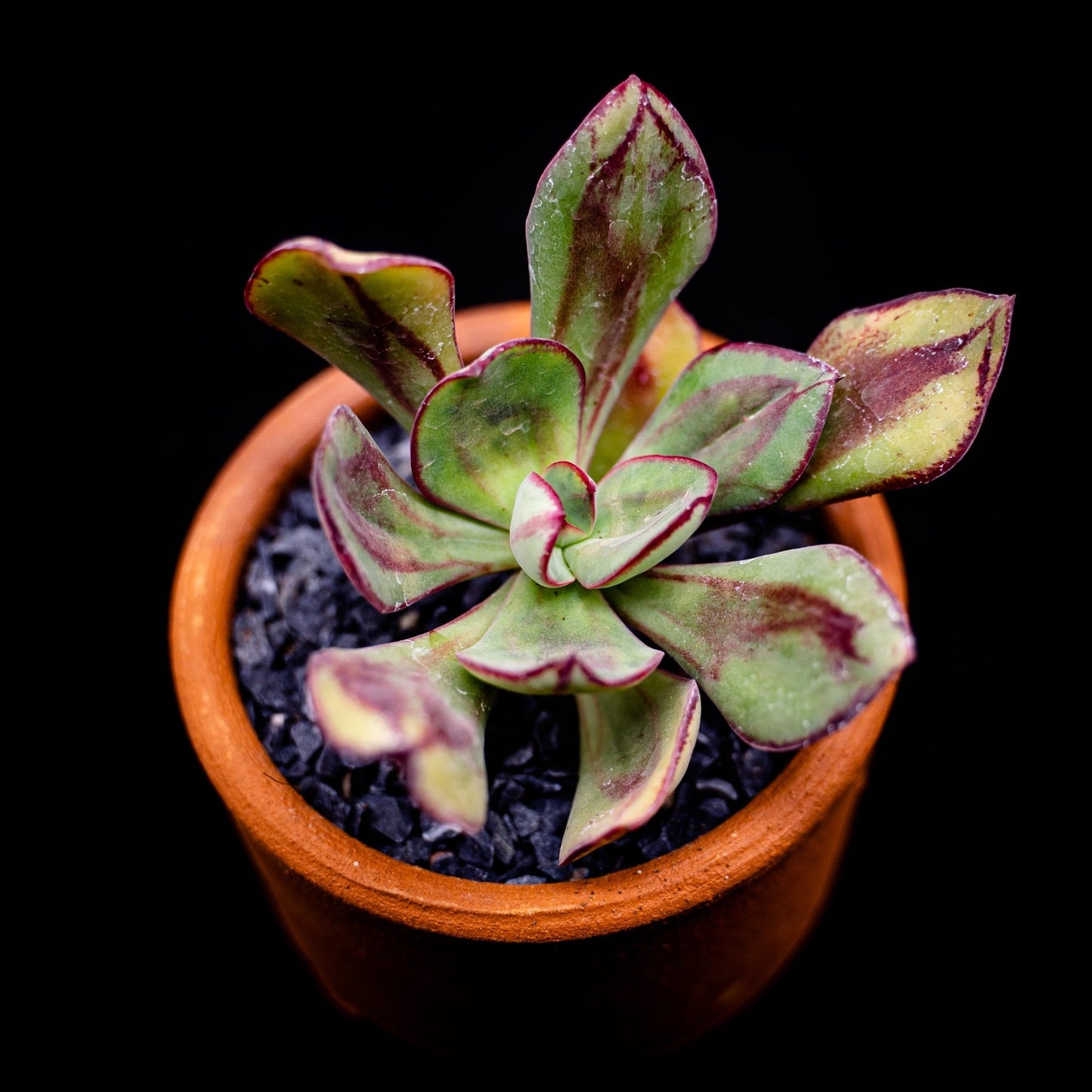 Echeveria nodulosa Nicolas Bravo - cactusandes