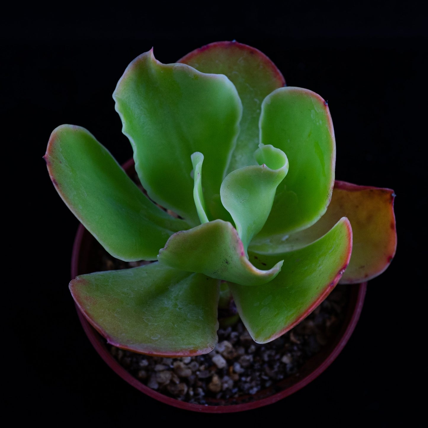 Echeveria pallida - cactusandes