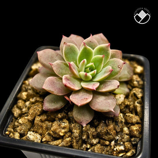Echeveria "Pampa" - cactusandes