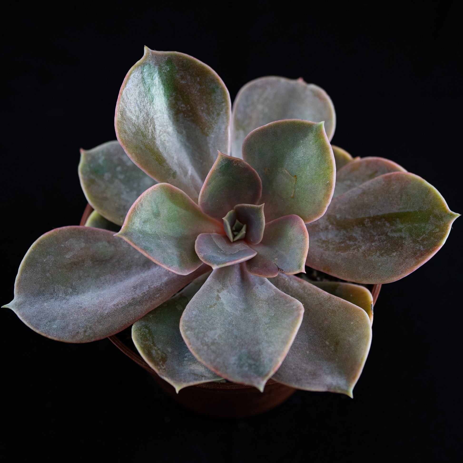 Echeveria "Perle Von Nürnberg" - cactusandes