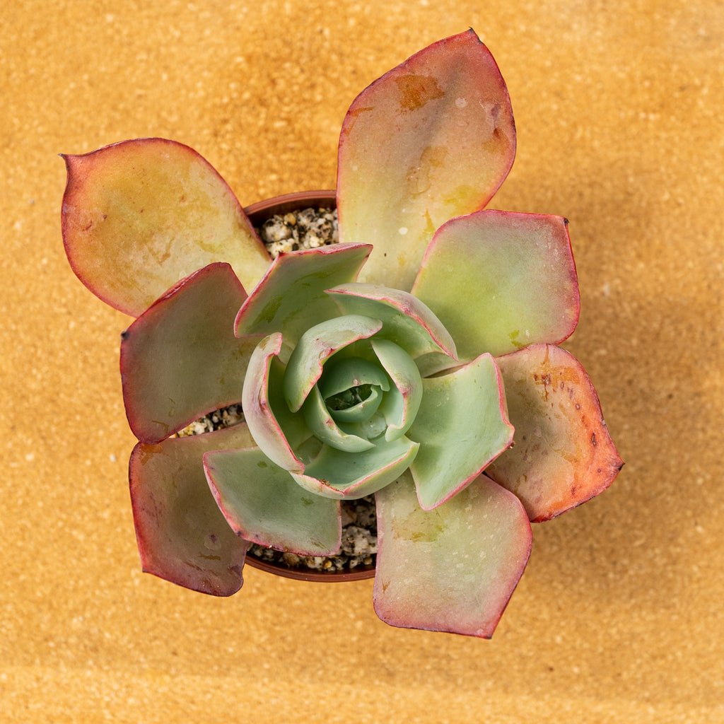 Echeveria "Powder Blue" - cactusandes