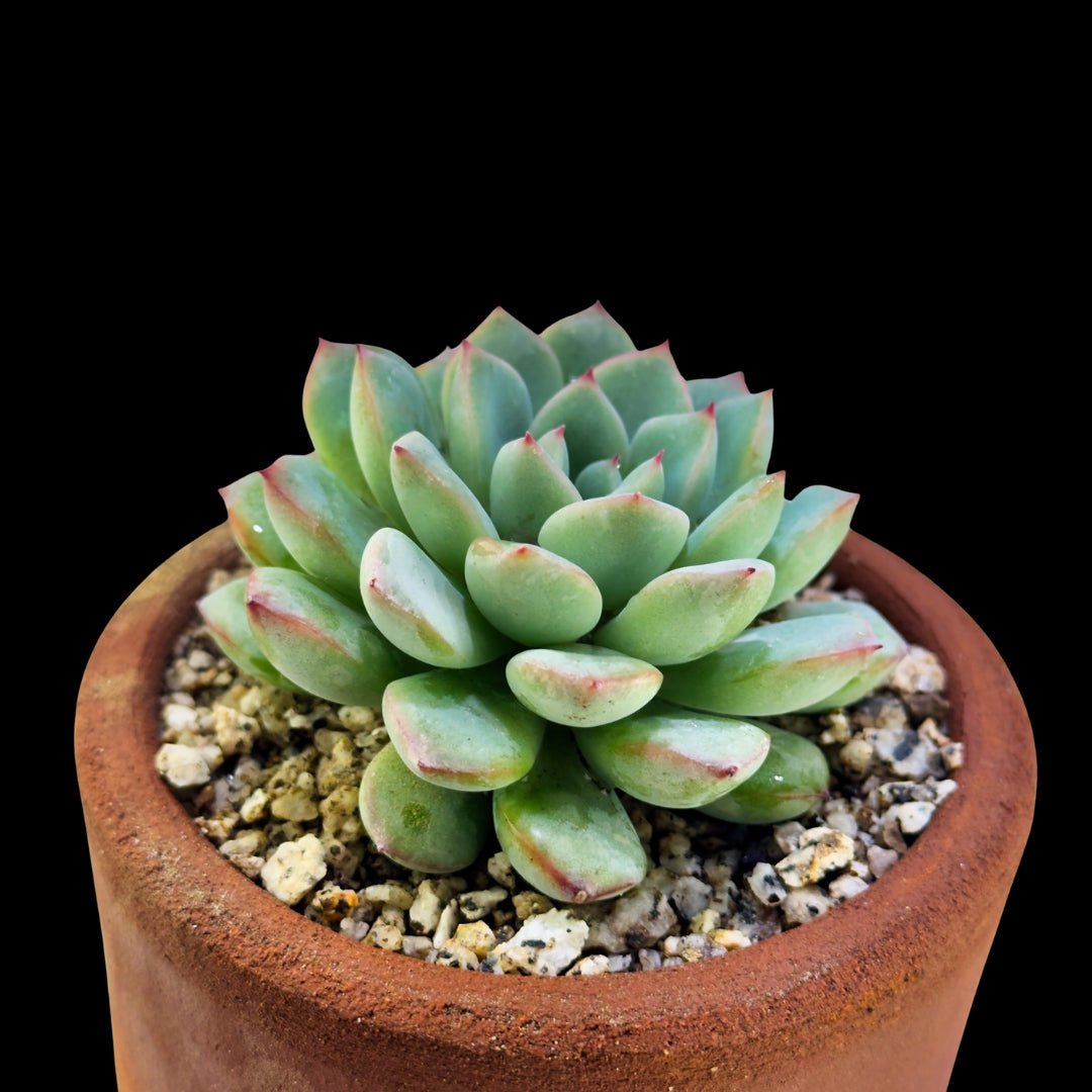 Echeveria pulidonis ’Red Line’ - cactusandes
