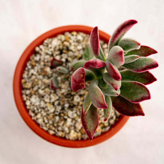 Echeveria "Pulv - Oliver" - cactusandes