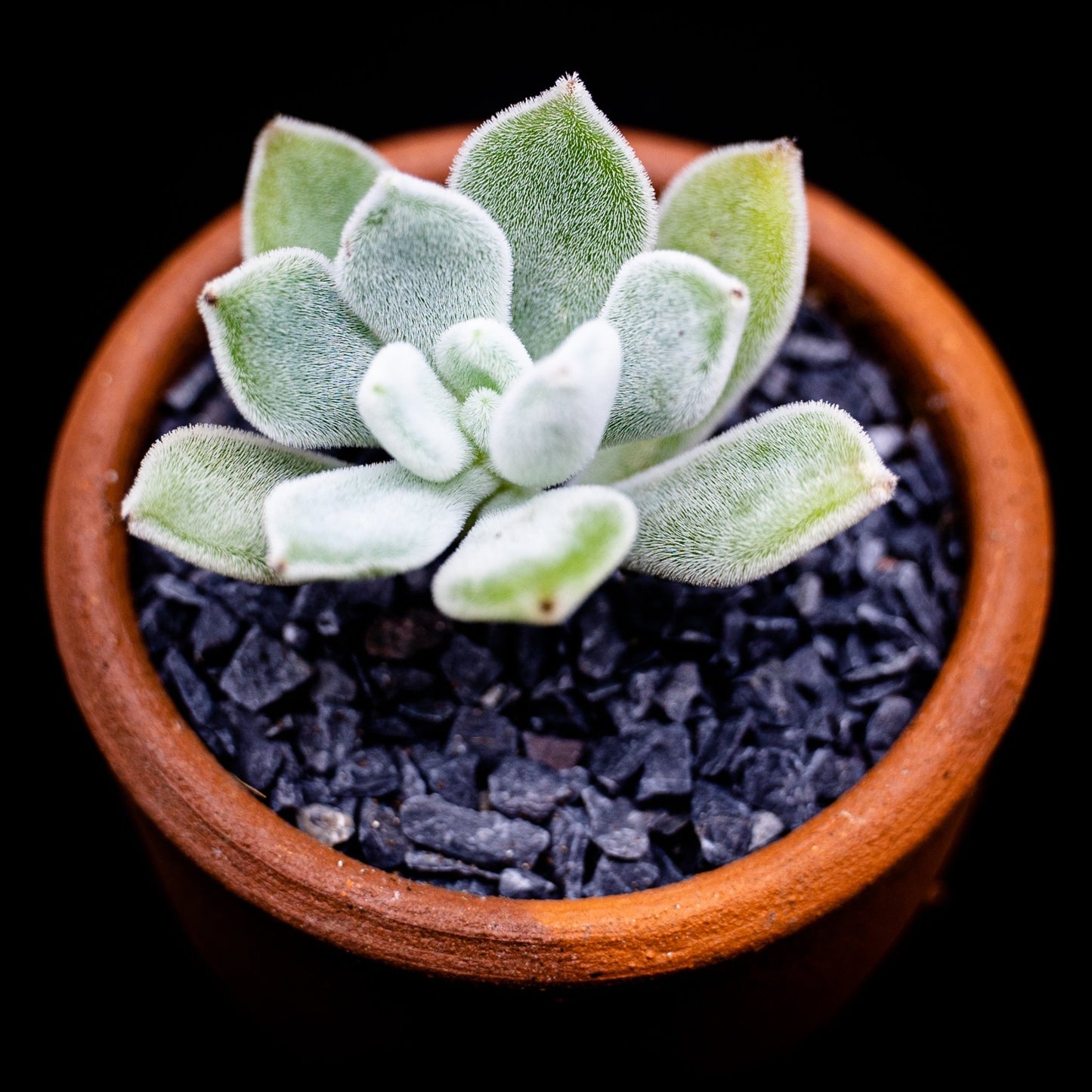 Echeveria pulvinata "Frosty" - cactusandes