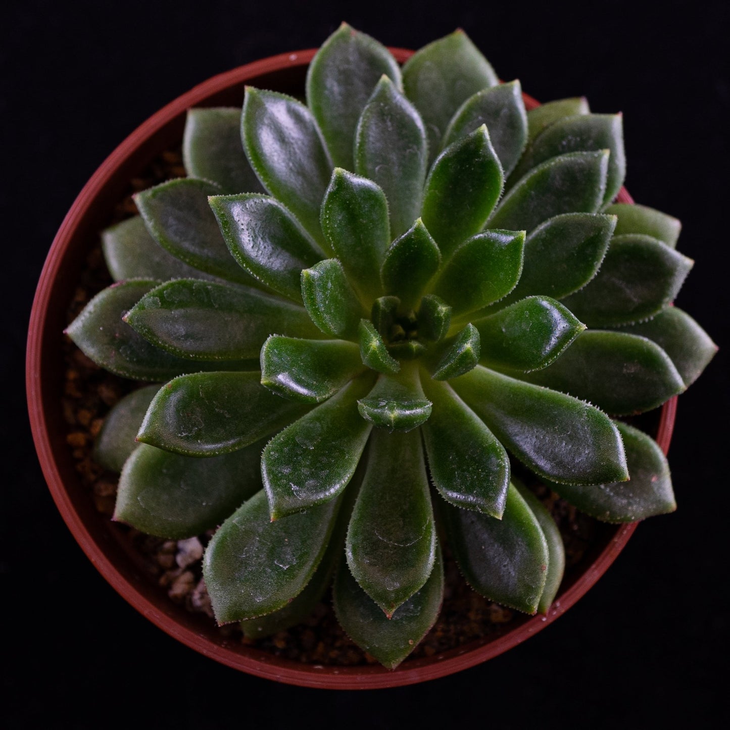 Echeveria "Ron Evans" - cactusandes