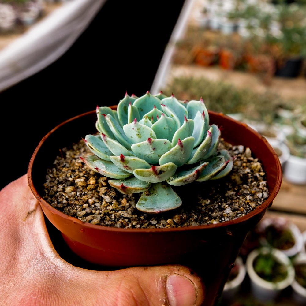 Echeveria secunda - cactusandes