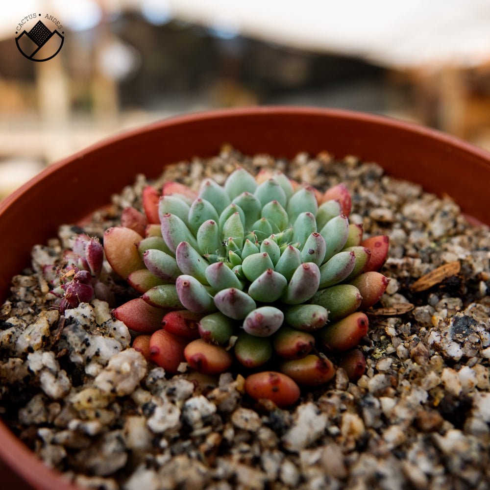 Echeveria setosa var. deminuta - cactusandes