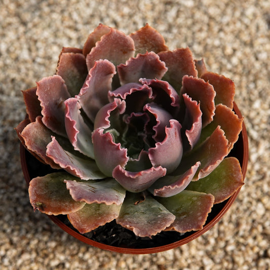 Echeveria shaviana "Pink Frills" - cactusandes