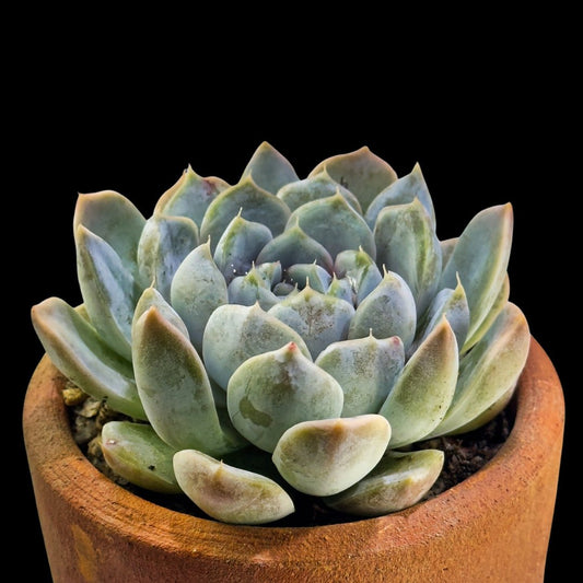 Echeveria ’Snow Bunnie" - cactusandes