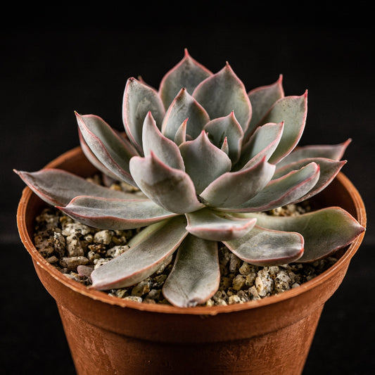 Echeveria subsessilis - cactusandes