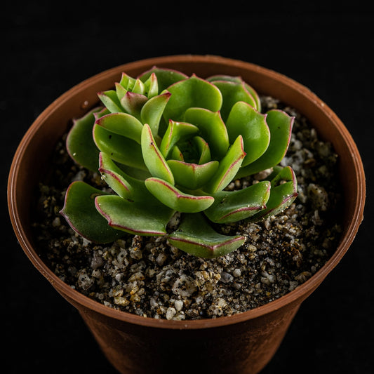 Echeveria Victor Corazon - cactusandes