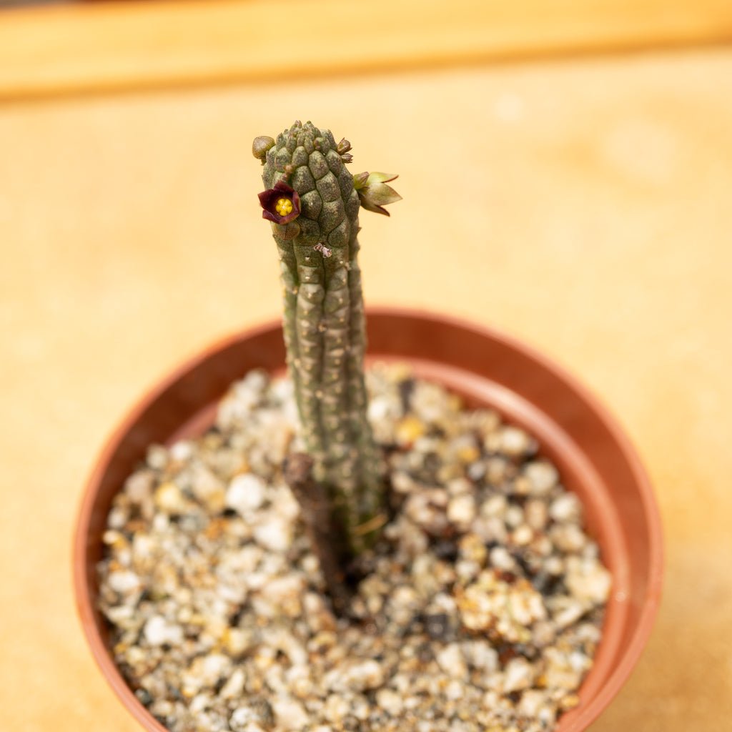 Echidnopsis cereiformis var. brunnea - cactusandes