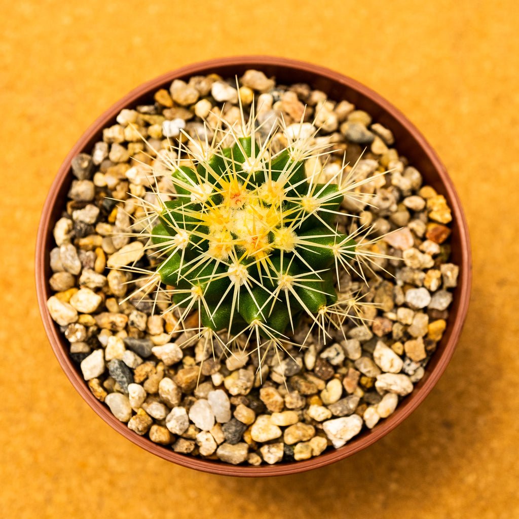 Echinocactus grusonii - cactusandes