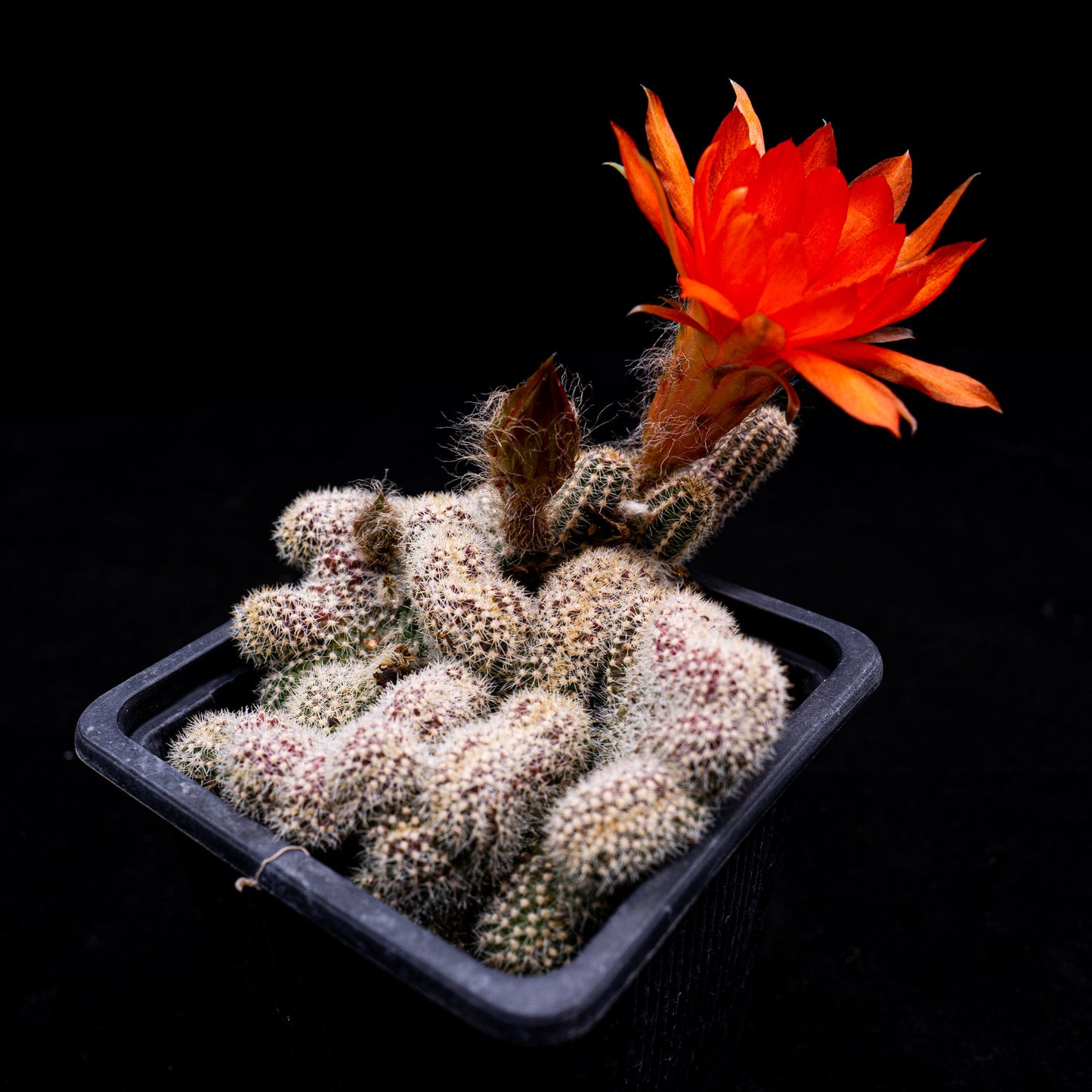 Echinopsis chamaecereus crestado - cactusandes