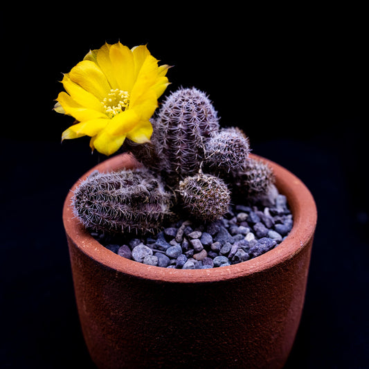 Echinopsis chamaecereus f. flor amarilla - cactusandes