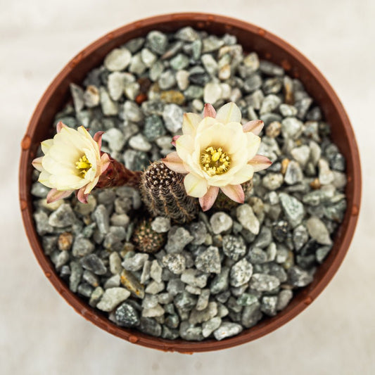 Echinopsis chamaecereus f. flor blanca - cactusandes