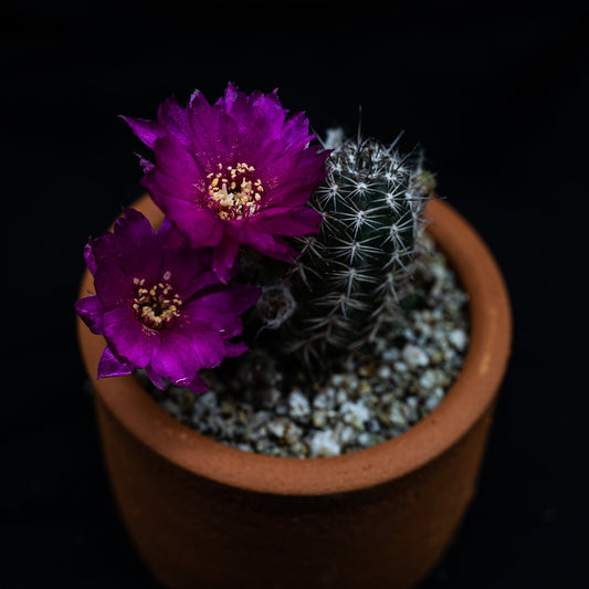 Echinopsis chamaecereus f. flor violeta - cactusandes