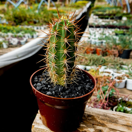 Echinopsis Chiloensis - cactusandes