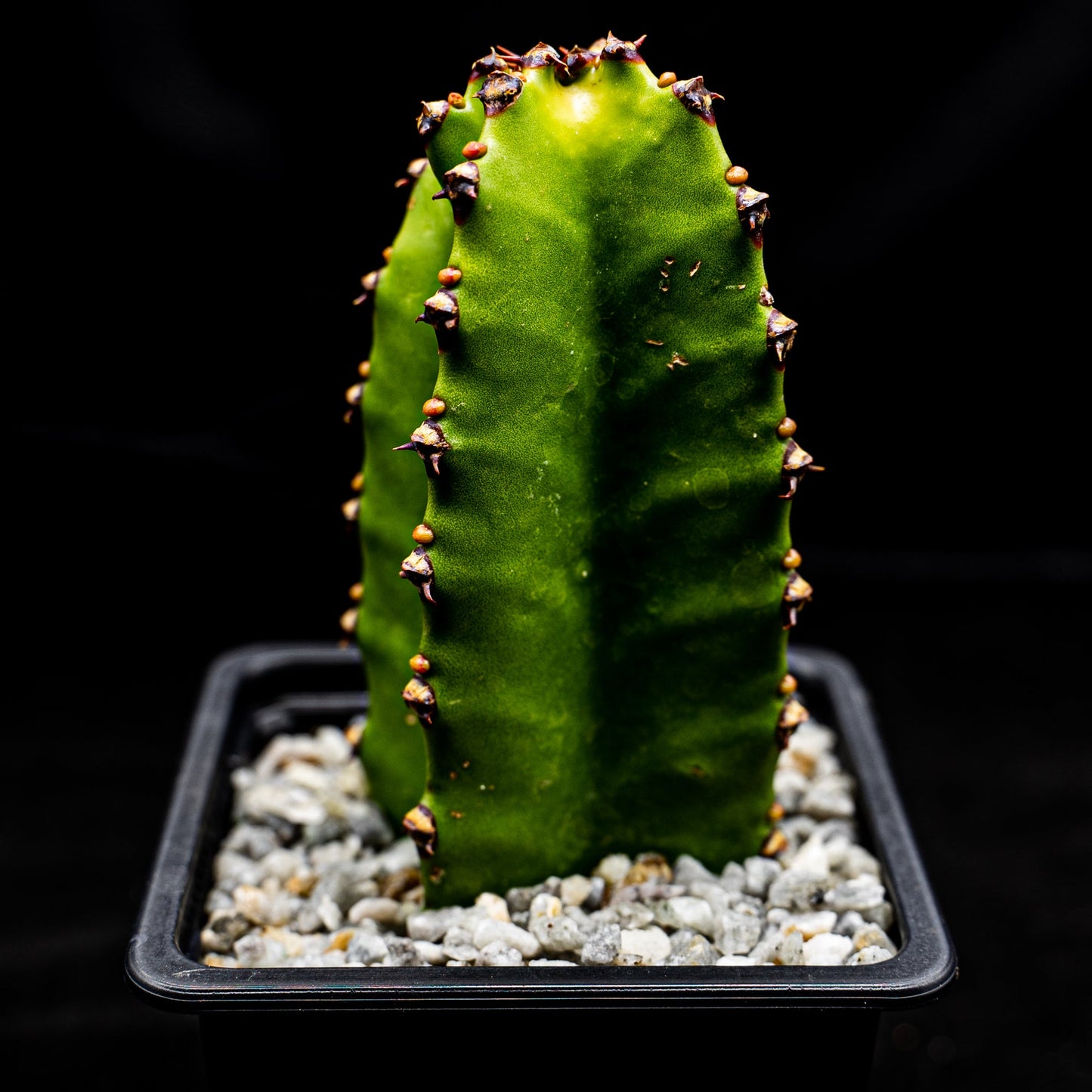 Euphorbia canariensis - cactusandes