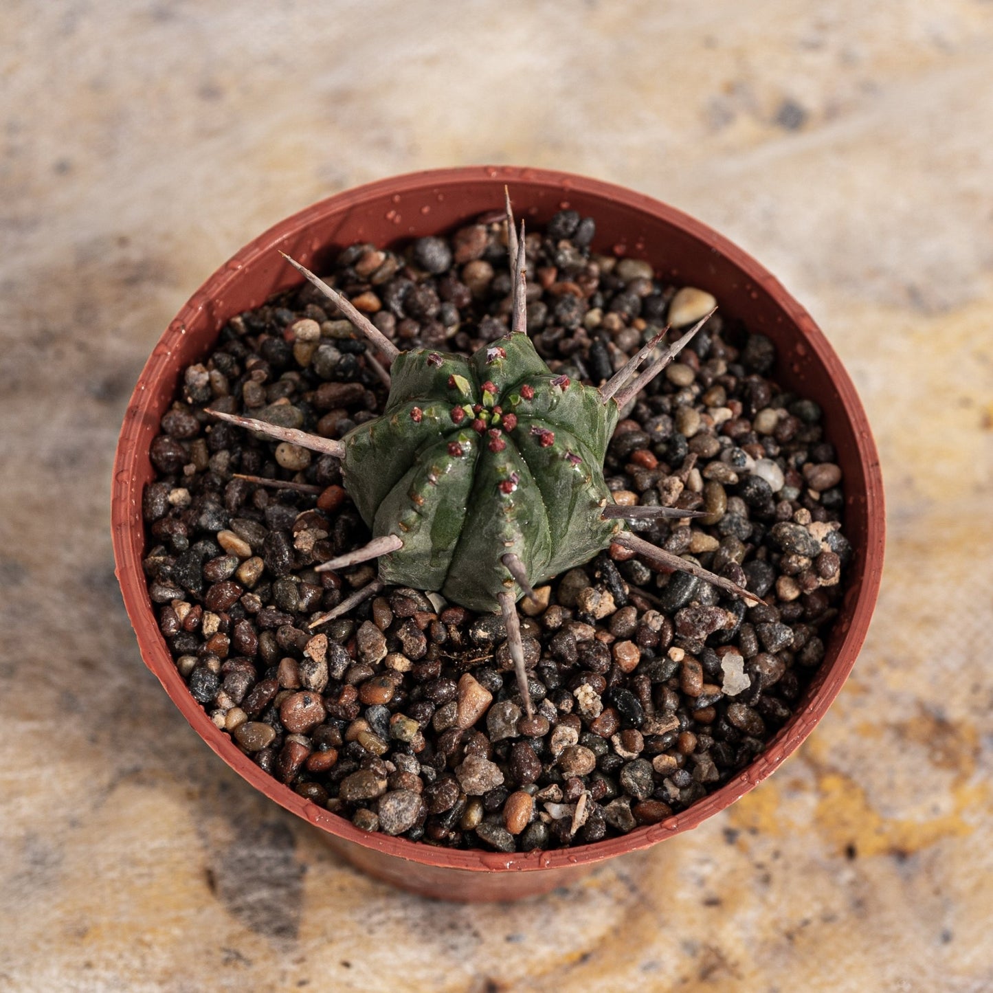 Euphorbia ferox - cactusandes