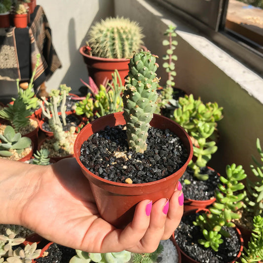 Euphorbia gamkensis - cactusandes