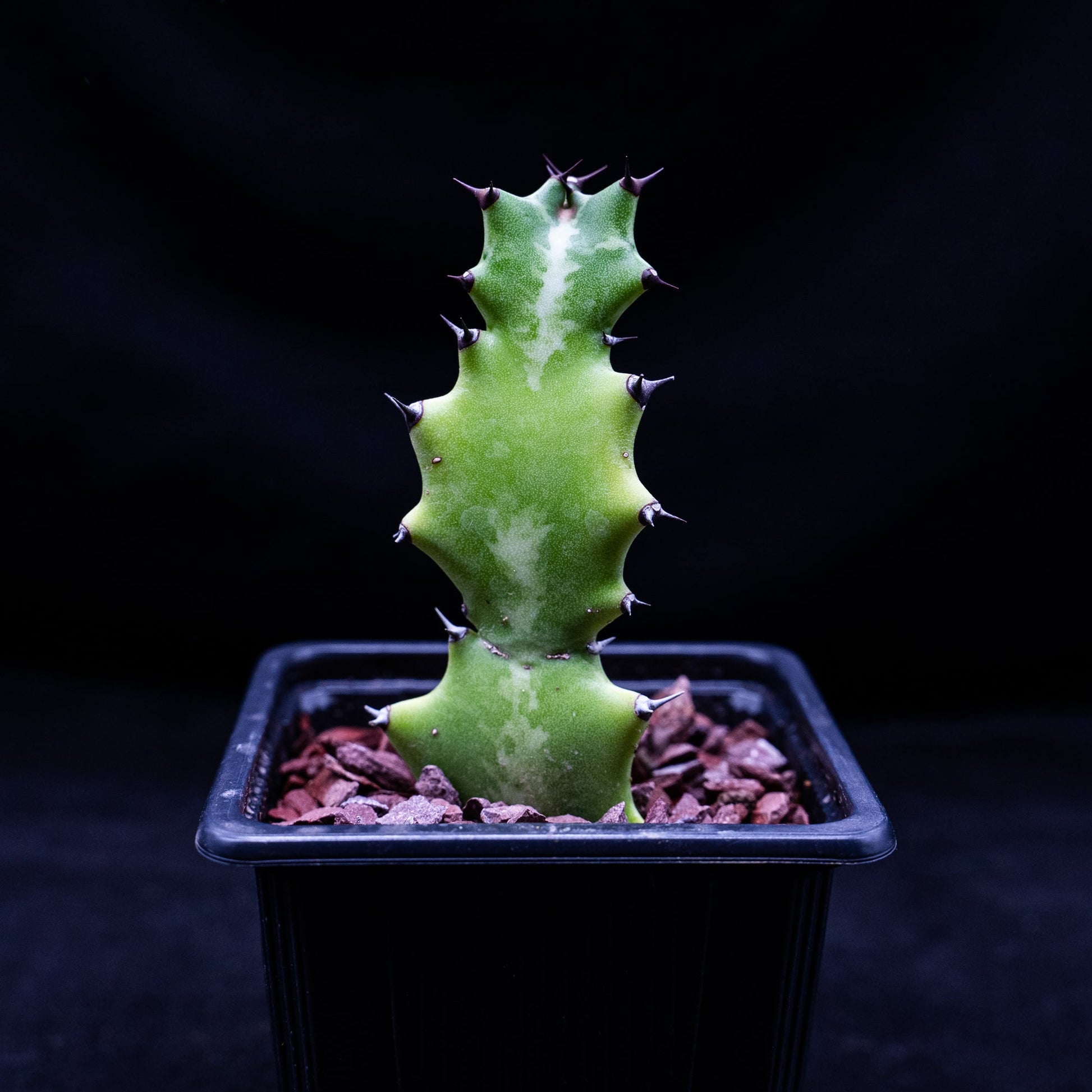 Euphorbia lactea - cactusandes