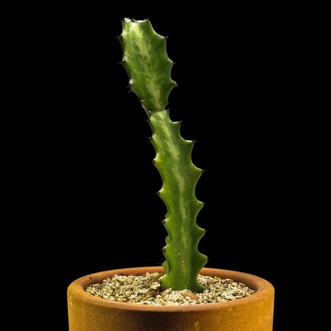 Euphorbia lactea - cactusandes
