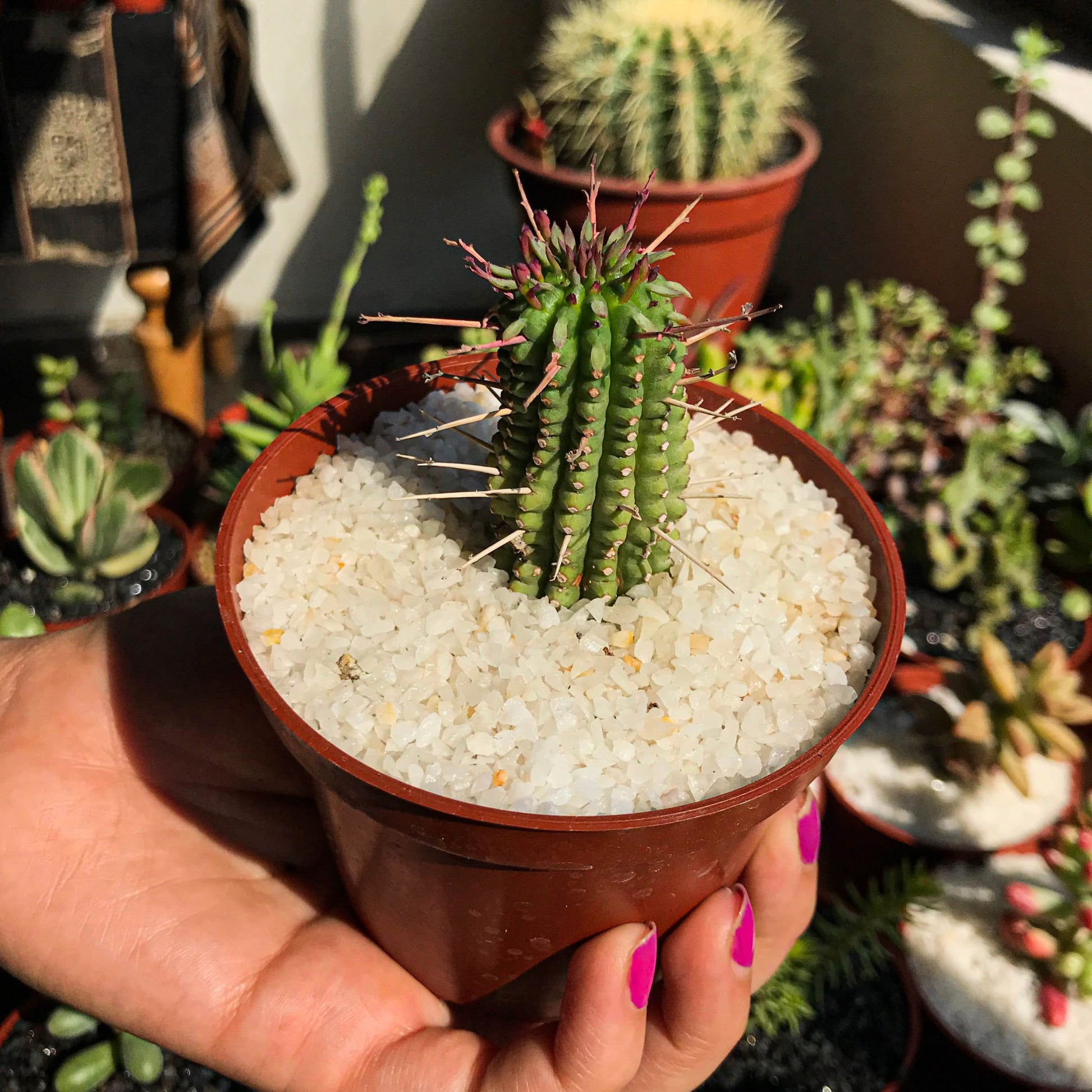 Euphorbia mammillaris - cactusandes