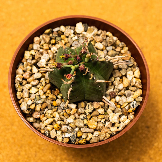 Euphorbia meloformis - cactusandes