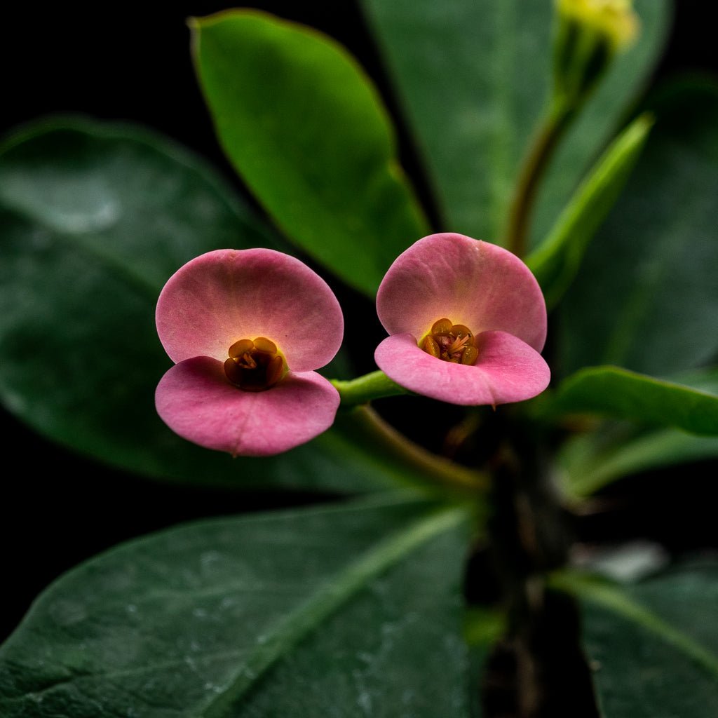 Euphorbia milli flor rosada - cactusandes