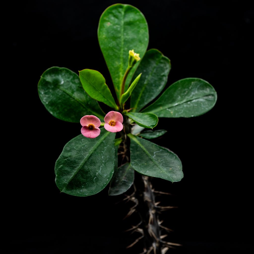 Euphorbia milli flor rosada - cactusandes