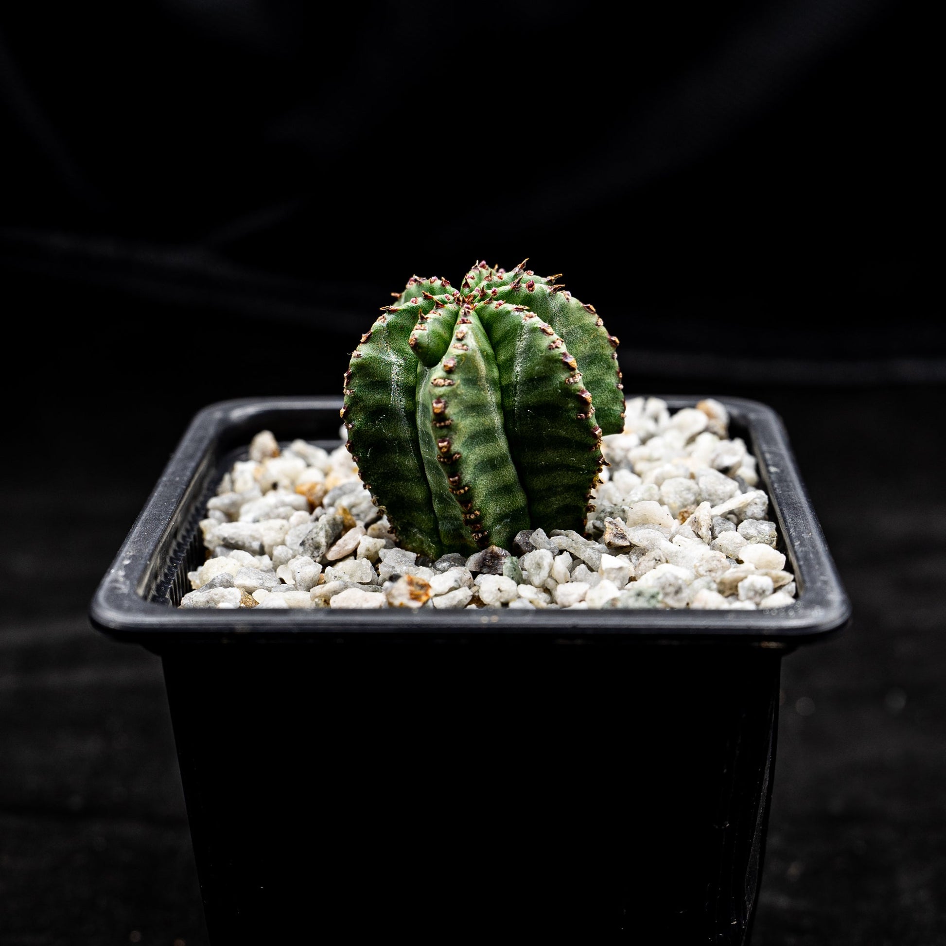 Euphorbia polygona - cactusandes