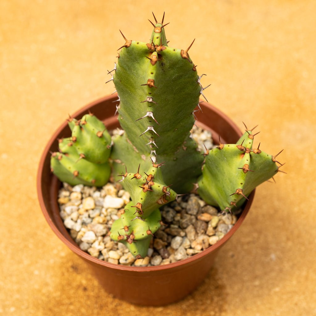 Euphorbia resinifera - cactusandes