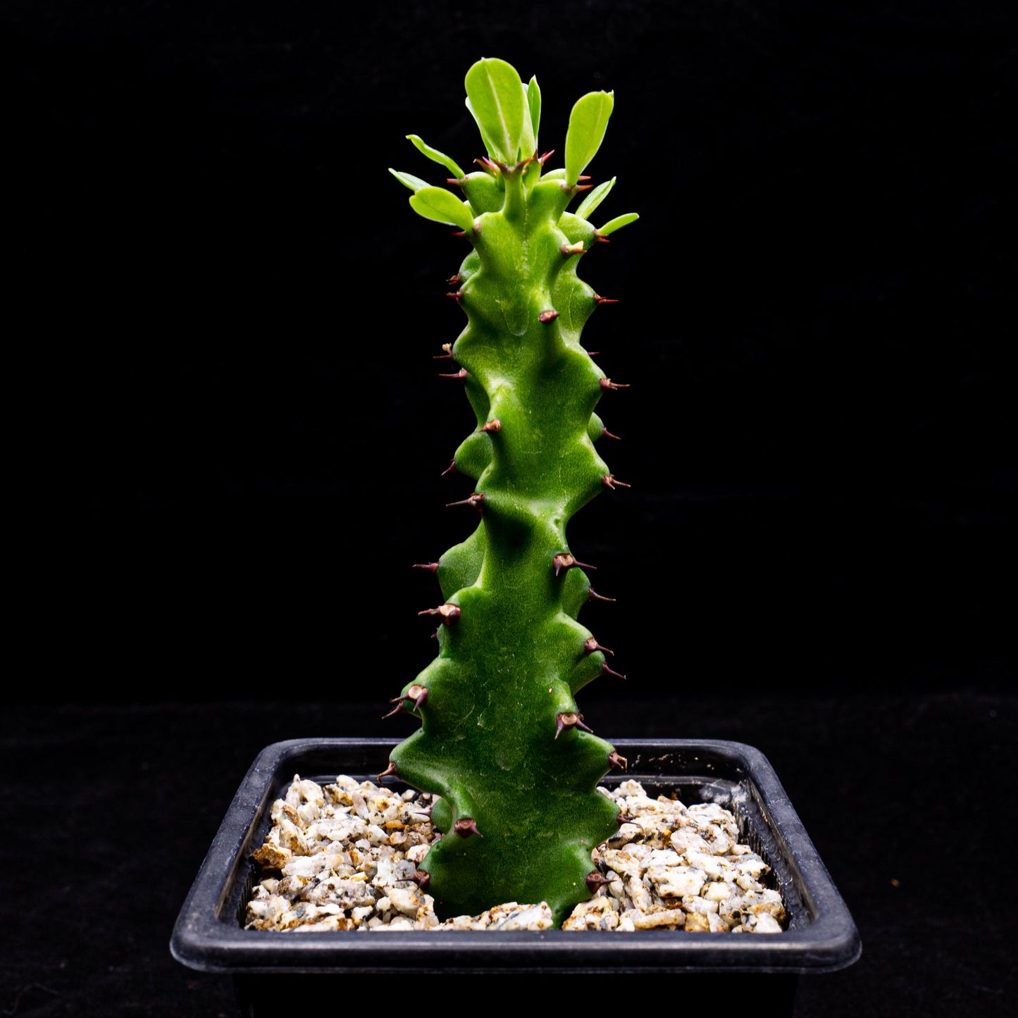 Euphorbia sp. mounstrosa - cactusandes