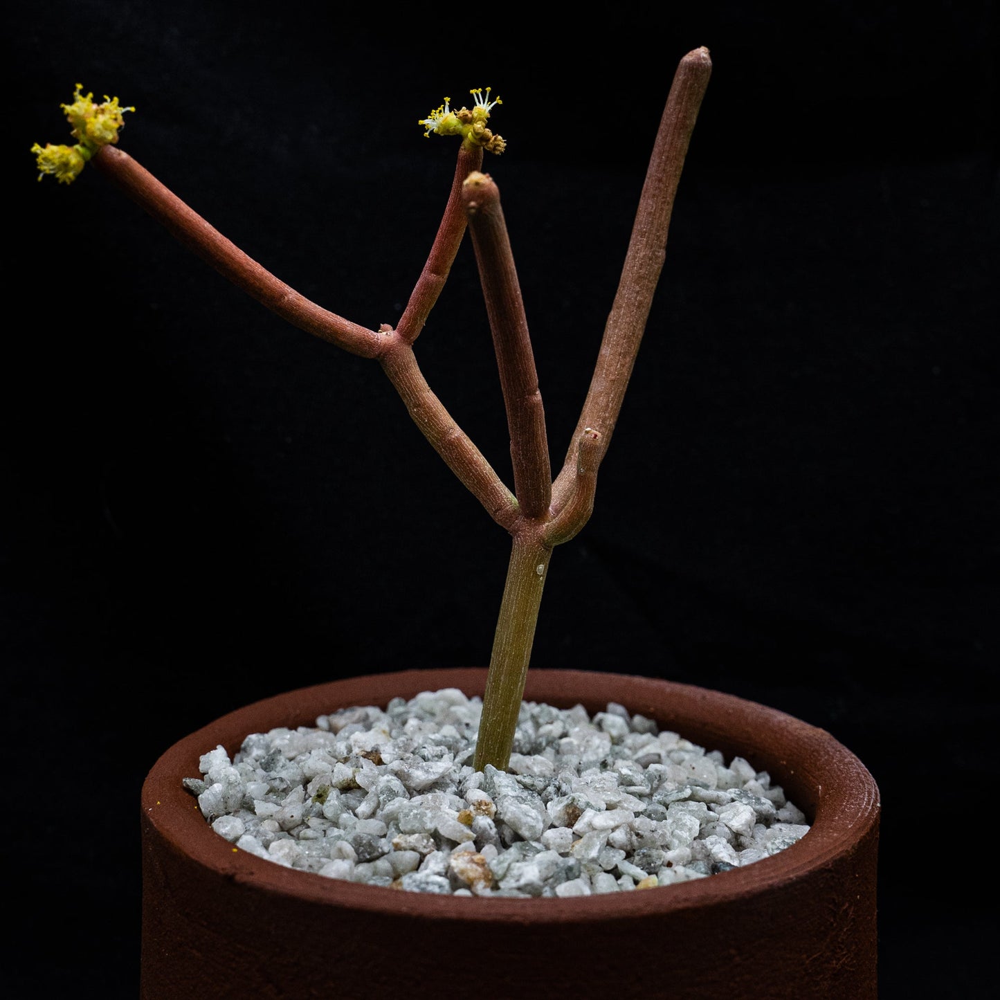 Euphorbia tirucalli - cactusandes