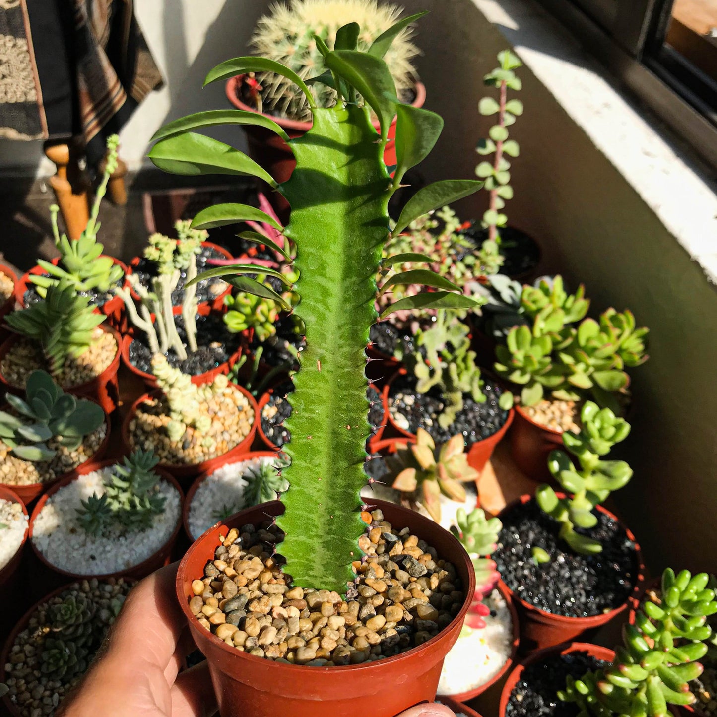 Euphorbia trigona - cactusandes