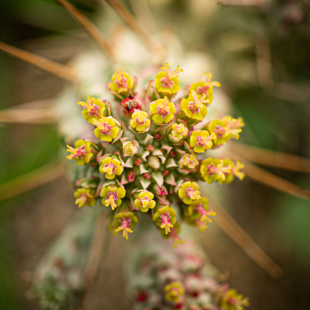 Euphorbia mammillaris variegada