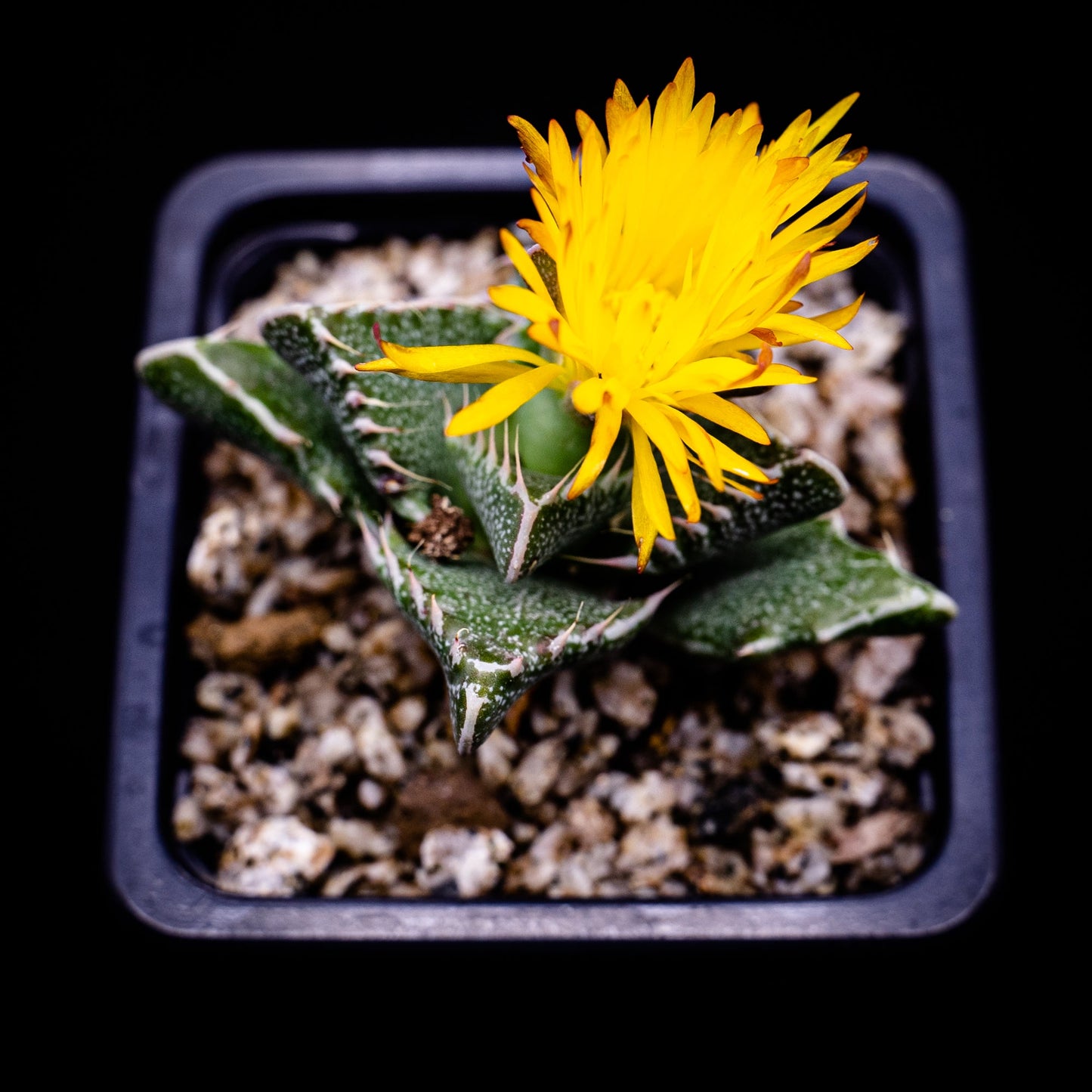 Faucaria felina - cactusandes