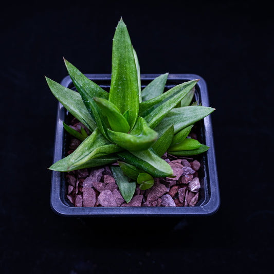 Gasteraloe "Green Gold" - cactusandes