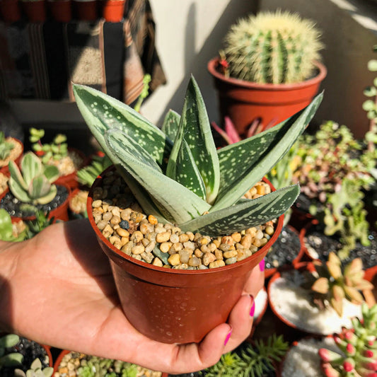 Gasteraloe "Green Ice" - cactusandes