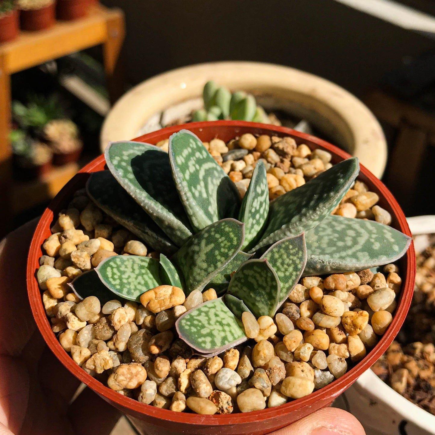 Gasteria Bicolor var. liliputana - cactusandes