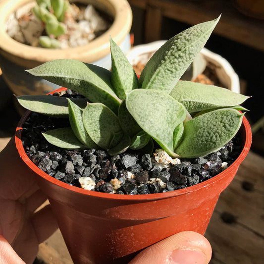 Gasteria glomerata - cactusandes