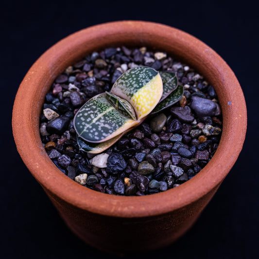 Gasteria minima f. variegata - cactusandes