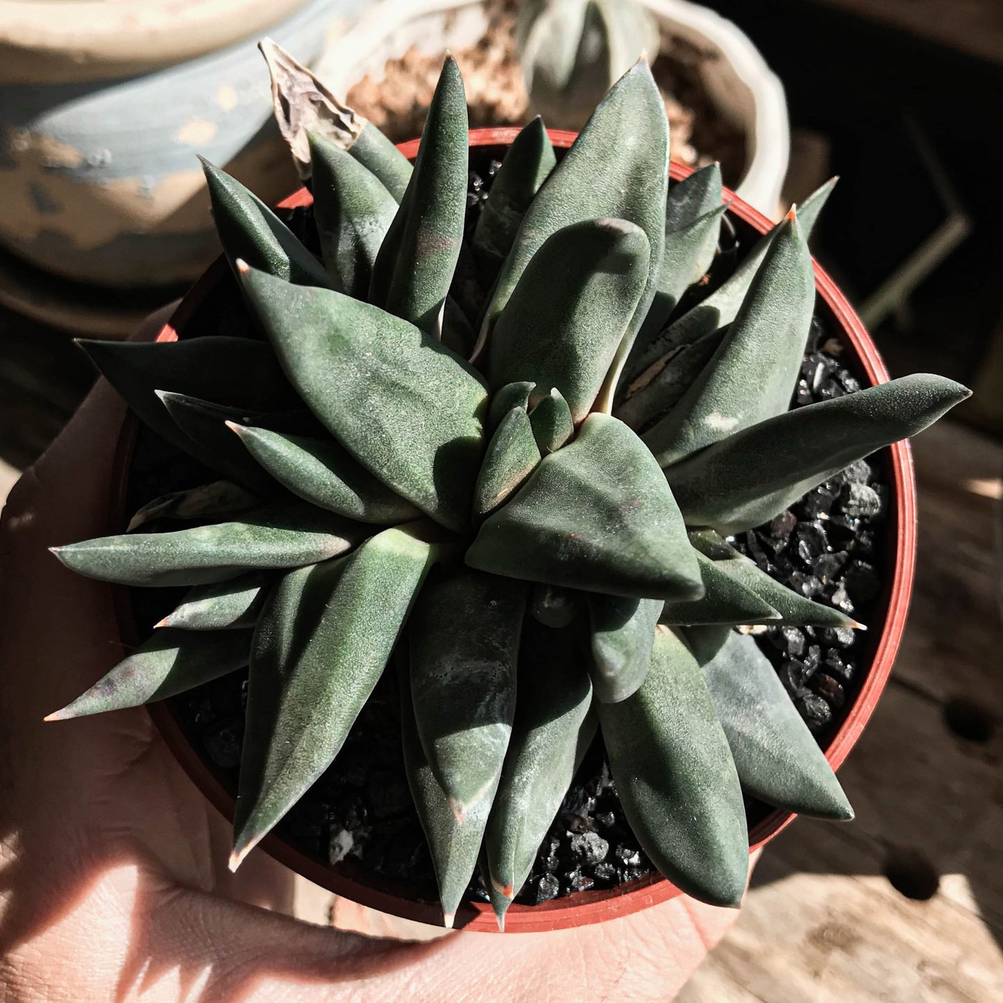 Gasteria nigricans monstruosa - cactusandes