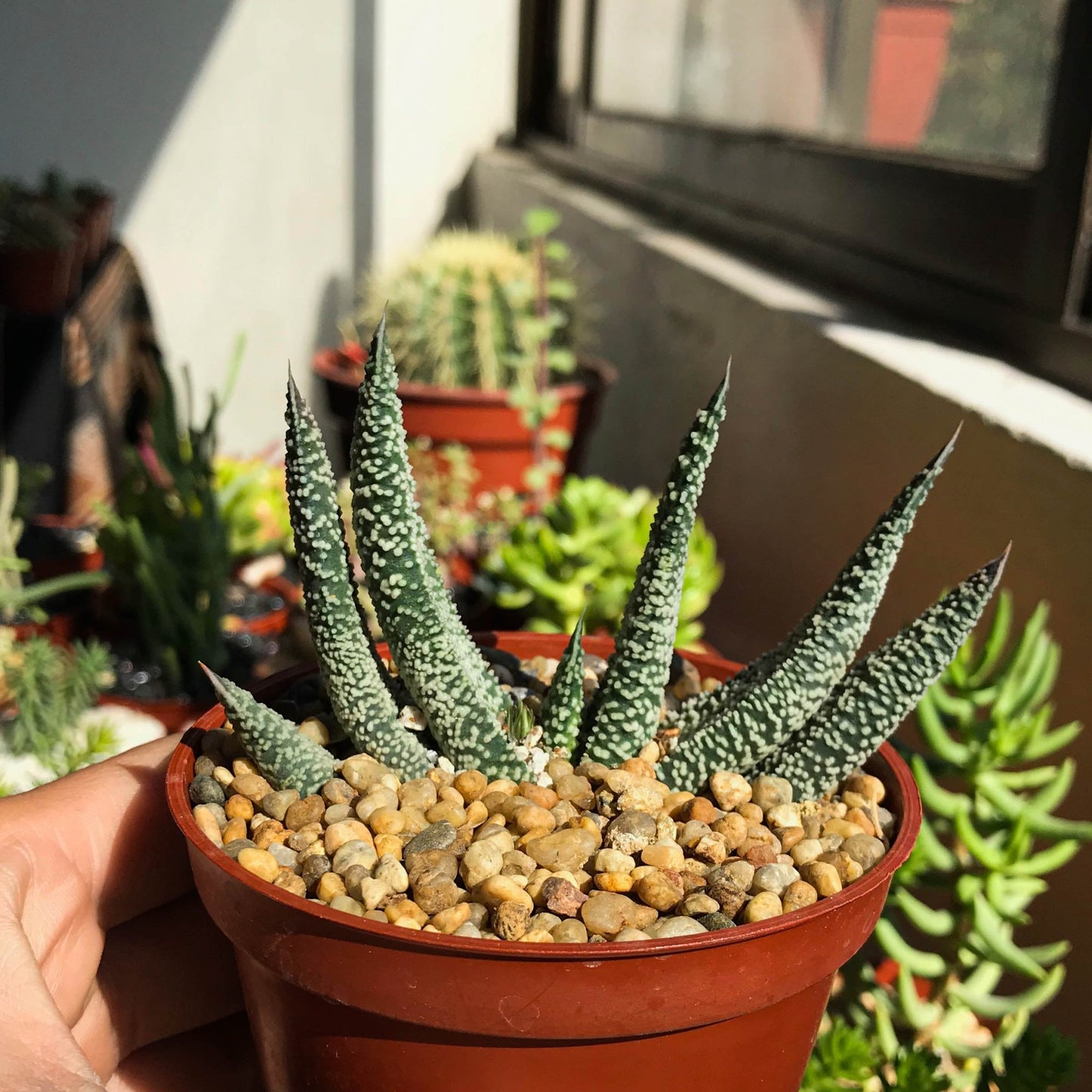 Gasteria verrucosa - cactusandes