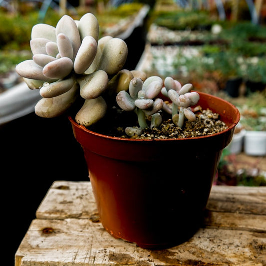 Graptopetalum amethystinum - cactusandes