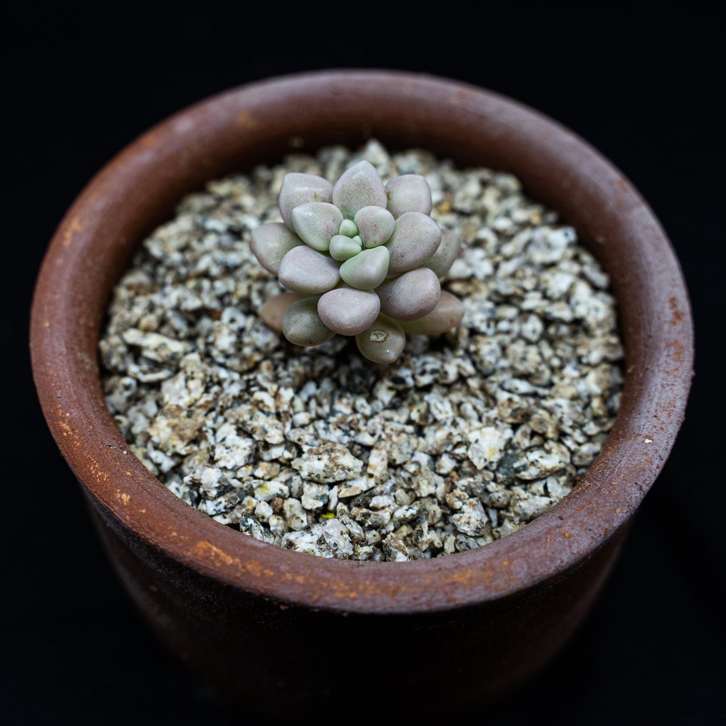 Graptopetalum mendozae - cactusandes